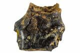Fossil Ankylosaur Tooth - Montana #108141-1